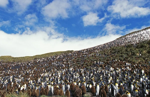 Pingvin Király Aptenodytes Patagonica Salisbury Plain Kolónia Dél Georgia — Stock Fotó