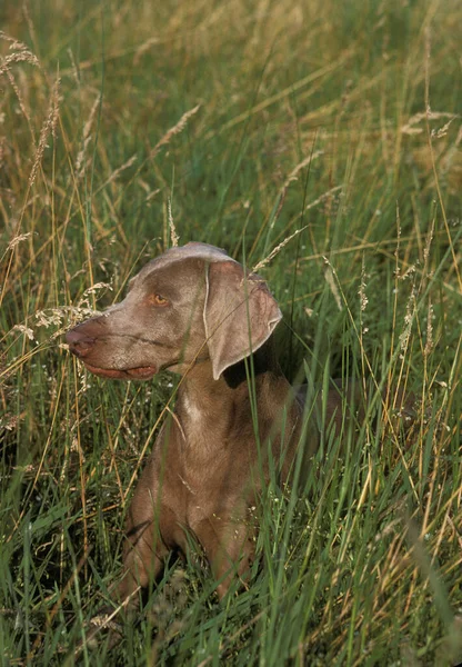 Weimar Pointer Dog Felnőtt Feküdt Long Grass — Stock Fotó