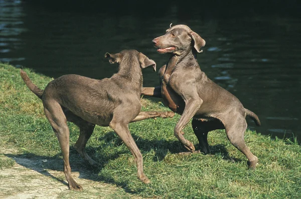 Weimar Pointer Dog Adults Playing Water — стокове фото