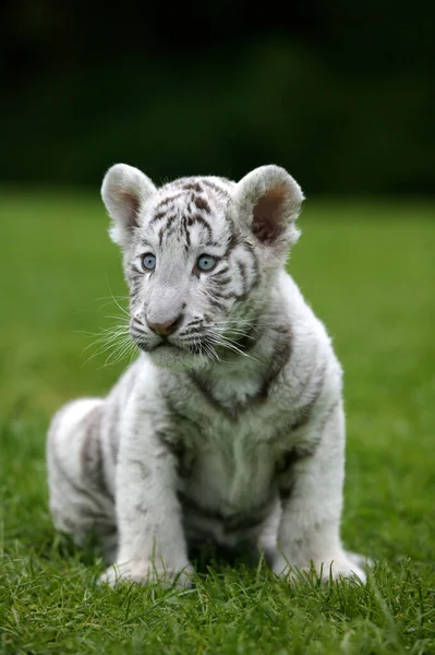 Beyaz Kaplan Panthera Tigris Çimenlerde Oturan Yavru — Stok fotoğraf