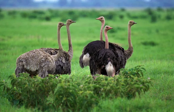 Avestruz Struthio Camelus Hombres Mujeres Kenia — Foto de Stock