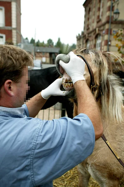 Dentista Caballos Con Caballo Fiordo Noruego — Foto de Stock