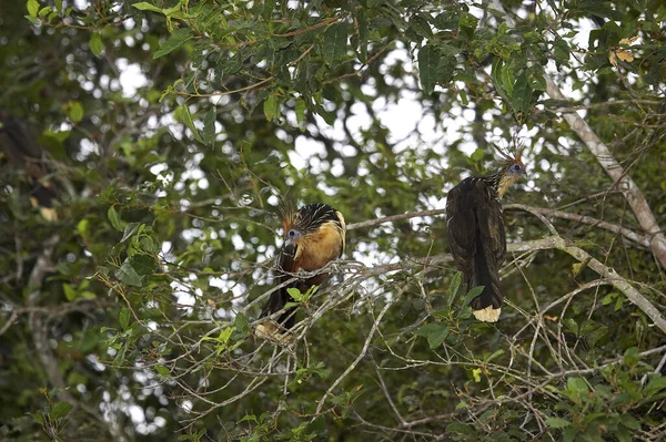 Hoatzin Hoazin Opisthocomus Adultos Encaramados Tree Los Lianos Venezuela — Foto de Stock