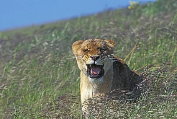 African Lion Panthera Leo Żeńskie Warczenie Kenia — Zdjęcie stockowe