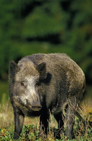 Babi Hutan Sue Scrofa — Stok Foto