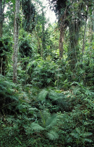 Bosque Lluvioso Norte Australia — Foto de Stock