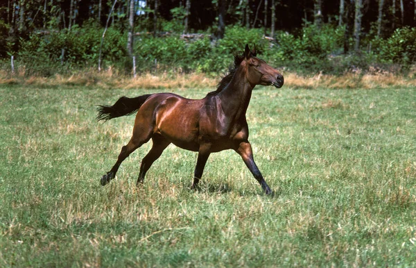 Selle Francais Horse Galloping Paddock — 图库照片