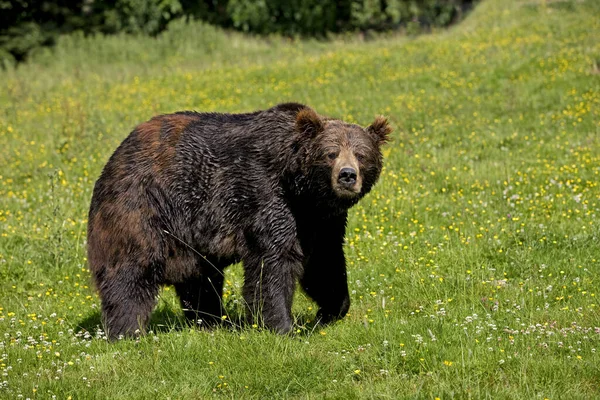 Niedźwiedź Brunatny Ursus Arctos Dorosły Kwiatami — Zdjęcie stockowe