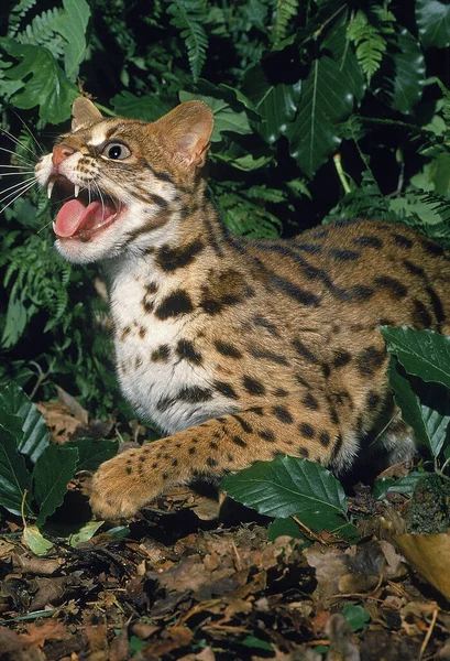 Leopardenkatze Prionailurus Bengalensis Erwachsenes Knurren — Stockfoto