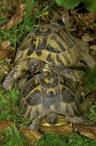 Hermann Tortoise Testudo Hermanni Adults — Stock Photo, Image
