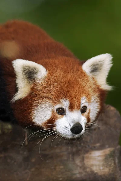 Panda Rossa Ailurus Fulgens Ritratto Adulto — Foto Stock