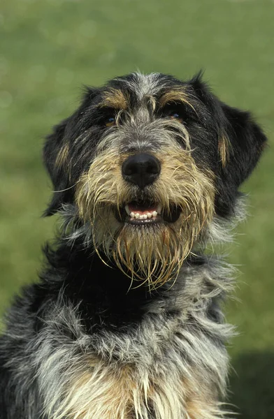 Köpek Doğal Arka Planının Portresi — Stok fotoğraf