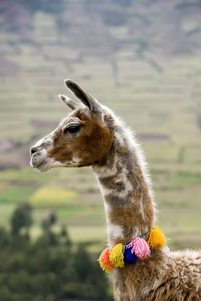 Llama Lama Glama Con Pom Pom Cuzco Peru — Foto Stock