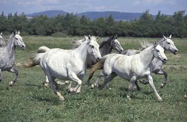 Cavalli Lipizzani Mandria Che Galoppa Attraverso Prato — Foto Stock