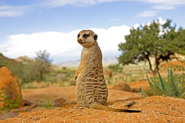 Meerkat Suricata Suricatta Adulto Sentado Sunning Fora Burrow Namíbia — Fotografia de Stock