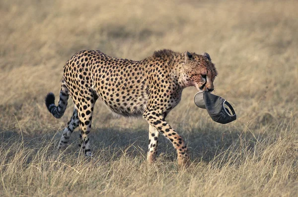 Cheetah Acinonyx Jubatus Adult Wit Tourist Cap Its Mouth Masai — Stock fotografie