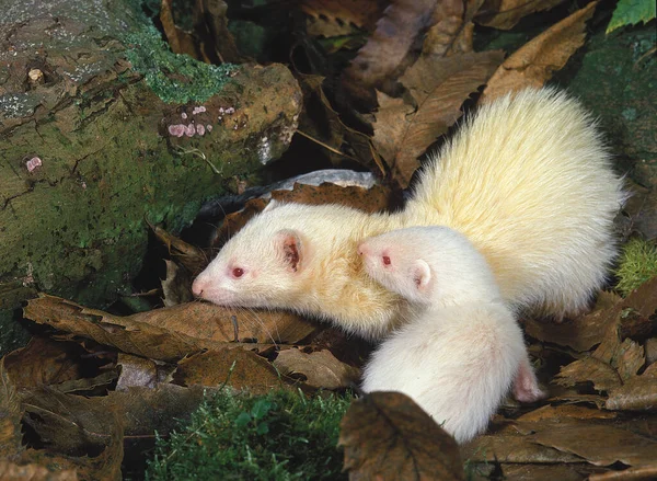 Furão Mustela Putorius Furo Mãe Com Jovem — Fotografia de Stock