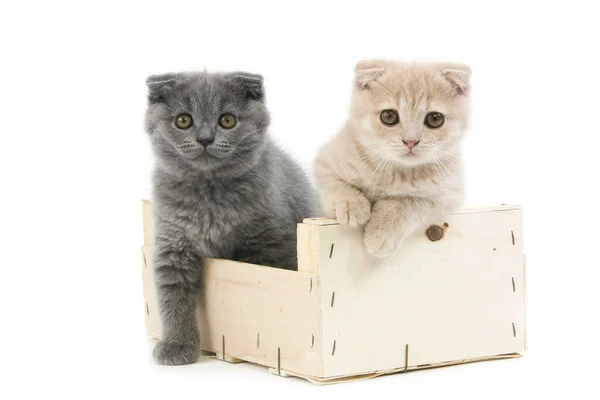 Blue Scottish Fold Cream Scottish Fold Chat Domestique Chatons Âgés — Photo