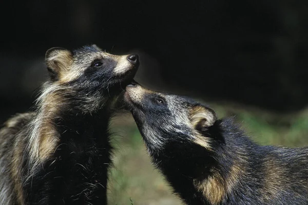 Cão Guaxinim Nyctereutes Procyonoides — Fotografia de Stock