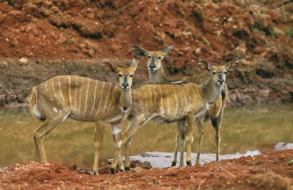 Nyala Tragelaphus Angasi Fêmeas Perto Water Hole Quênia — Fotografia de Stock