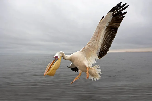 Weißpelikan Pelecanus Onocrotalus Namibia — Stockfoto