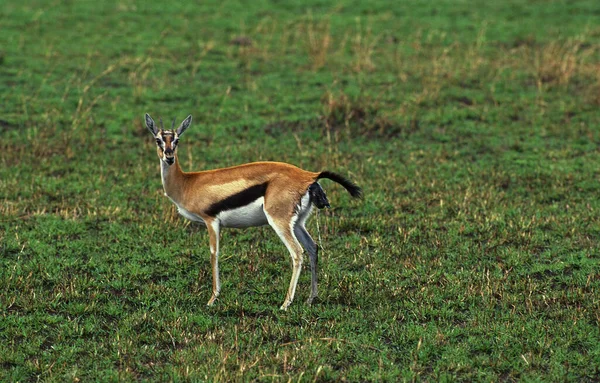 Thomson Ceylanı Ceylan Thomsoni Doğum Yapan Anne Kenya Daki Masai — Stok fotoğraf