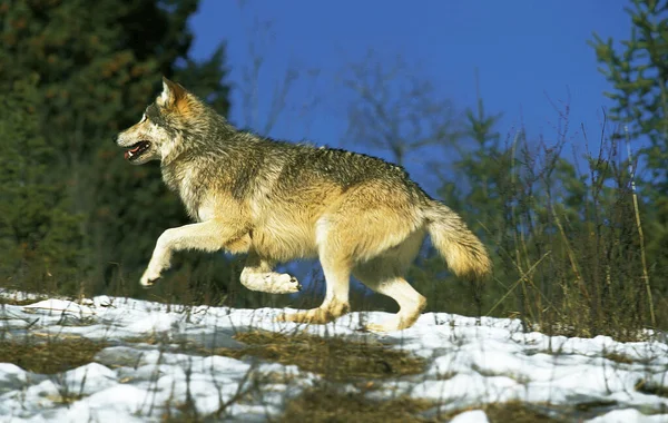 Lobo Gris Norteamericano Canis Lupus Occidentalis Adulto Corriendo Sobre Nieve — Foto de Stock