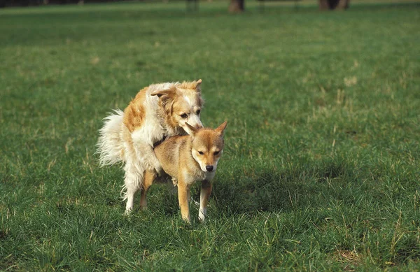 Par Cães Acasalamento — Fotografia de Stock