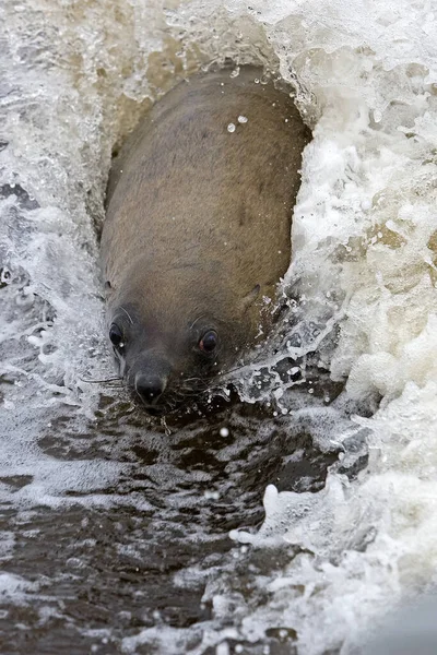 Νοτιοαφρικανική Γούνα Seal Arctocephalus Pusillus Θηλυκό Παίζει Κύματα Cape Cross — Φωτογραφία Αρχείου