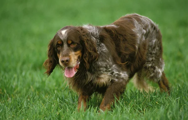 Πικαρδία Spaniel Ενηλίκων Στέκεται Στο Γρασίδι — Φωτογραφία Αρχείου