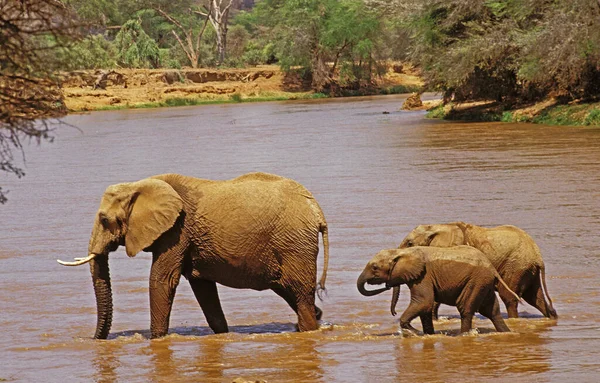 Африканский Слон Loxodonta Africana Мать Теленком Пересекающая Реку Парк Самбуру — стоковое фото