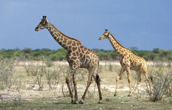 Giraffa Rothschild Giraffa Camelopardalis Rothschildi Lago Nakuru Kenya — Foto Stock