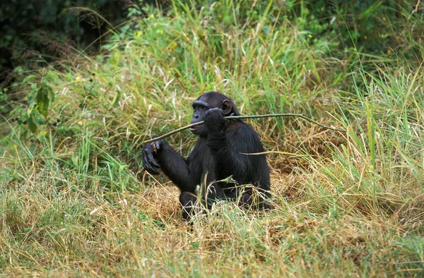 Chimpanzé Panaché Troglodytes Écorce Branche Adulte — Photo