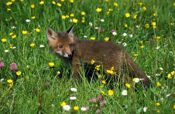 Red Fox, vulpes vulpes, Pup with Flowers, Normandy  