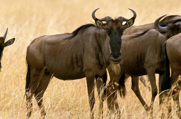 Błękitna Wildebeest Connochaetes Taurinus Stado Podczas Migracji Park Masai Mara — Zdjęcie stockowe