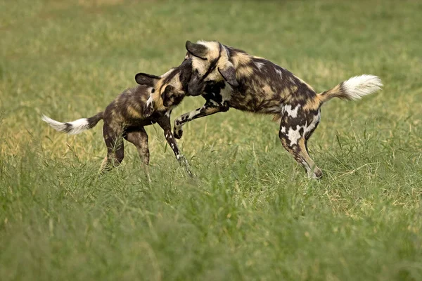 Pictus Lincaón Perro Salvaje Africano Namibia —  Fotos de Stock