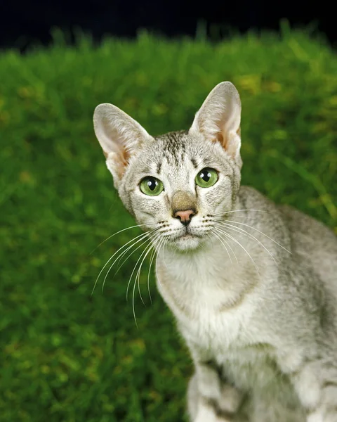 東洋の猫 緑の目を持つ大人 — ストック写真