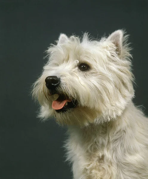 West Highland White Terrier Westie Retrato Adulto Contra Bakcground Gris —  Fotos de Stock