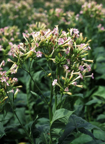 Καπνός Φυτό Nicotiana Tabacum — Φωτογραφία Αρχείου