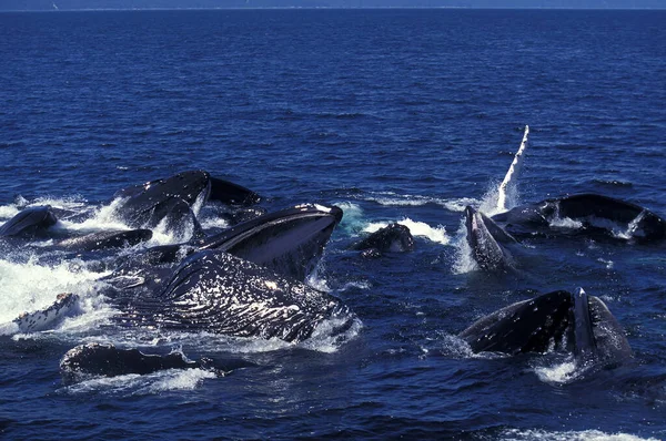 Humpack Whale Megaptera Novaeangliae Grupo Bubble Net Feeding Boca Abierta — Foto de Stock