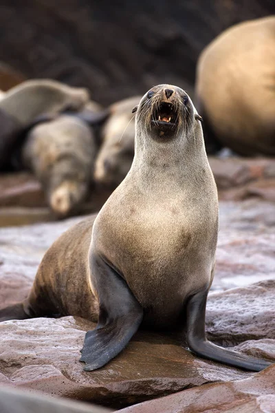 Południowoafrykańska Pieczęć Futra Arctocephalus Pusillus Cape Cross Namibii — Zdjęcie stockowe