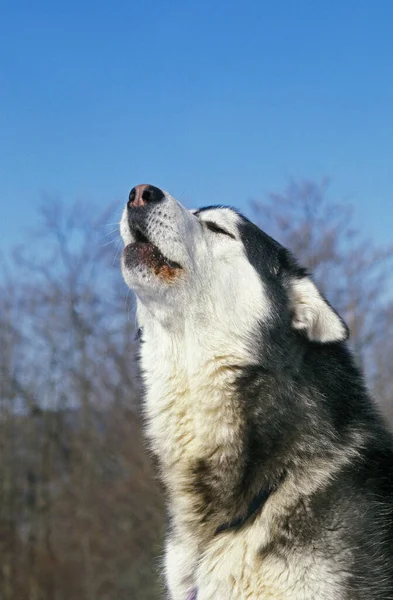 Perro Malamute Alaska Portait Perro Balbuceando —  Fotos de Stock