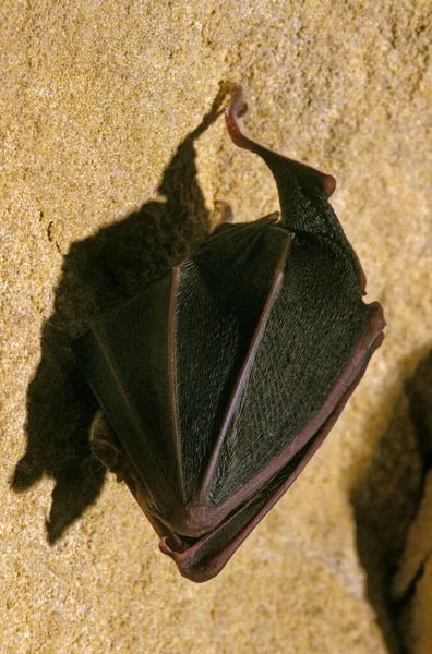 Great Horseshoe Bat Rhinolophus Ferrumequinum Adult Hibernating Cave — Stock Photo, Image