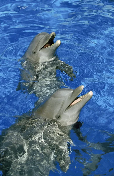 Golfinho Bottlenose Tursiops Truncatus Chefes Adulto Emergindo Água — Fotografia de Stock