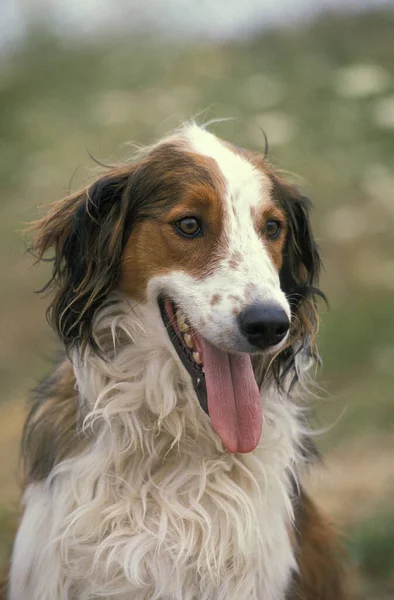 犬の肖像 外国語 — ストック写真