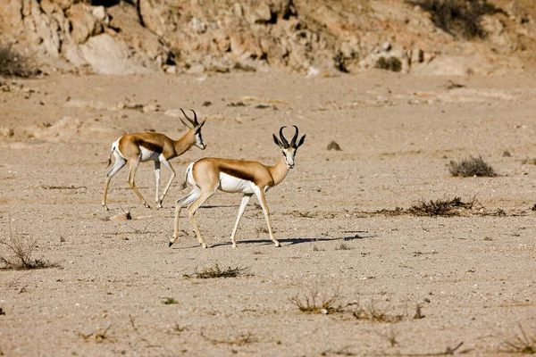 Springbok Antidorcas Marsupialis Adultos Caminando Desierto Namib Namibia — Foto de Stock