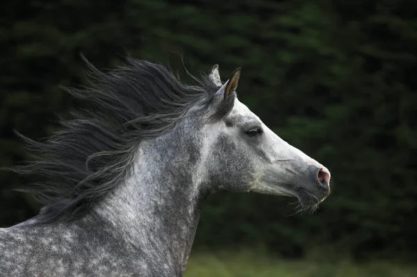 Cavalo Árabe Adulto Com Crina Vento — Fotografia de Stock