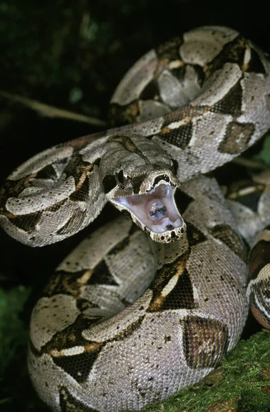 Boa Constrictor Boa Constrictor Ενήλικες Ανοιχτό Στόμα Defensive Posture — Φωτογραφία Αρχείου