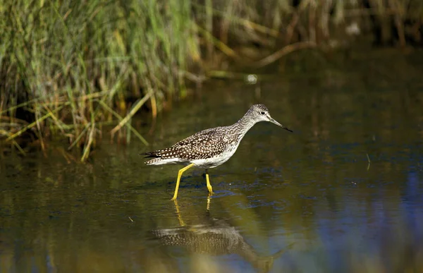 Lesser Yellowlegs Tringa Flavipes Erwachsene Die Wasser Stehen Florida — Stockfoto