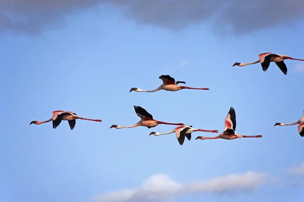 Mniejszy Flamingo Phoenicopterus Minor Grupa Locie Jezioro Nakuru Kenii — Zdjęcie stockowe